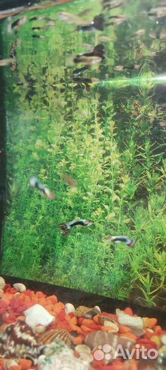 Аквариумные рыбки гуппи