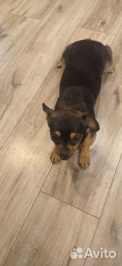 Щенок девочка в добрые руки