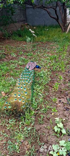 Семья павлины