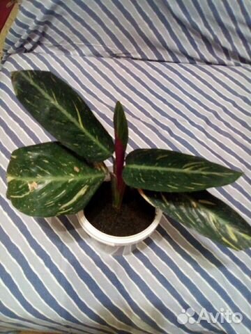 Строманта Мэджик Стар