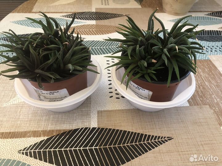 Суккуленты хавортия жемчужная