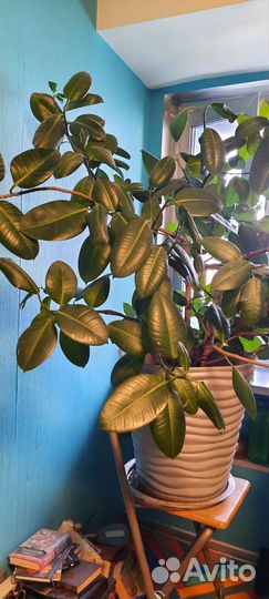 Фикус крупномер и его дети