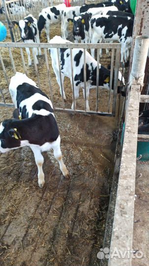 Бычки на откорм мясные