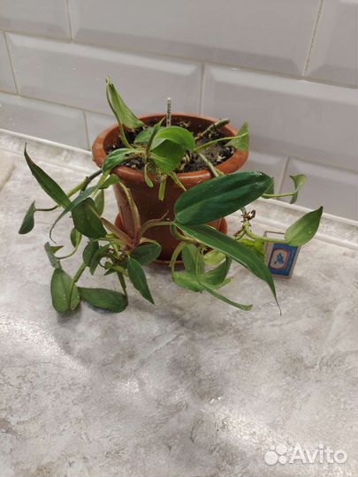 Домашние растения цветы