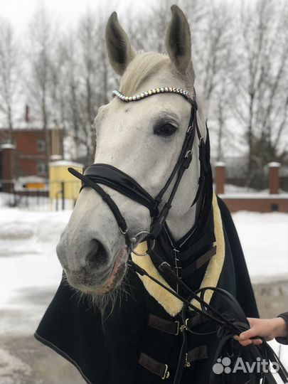 Попона флисовая Kentucky