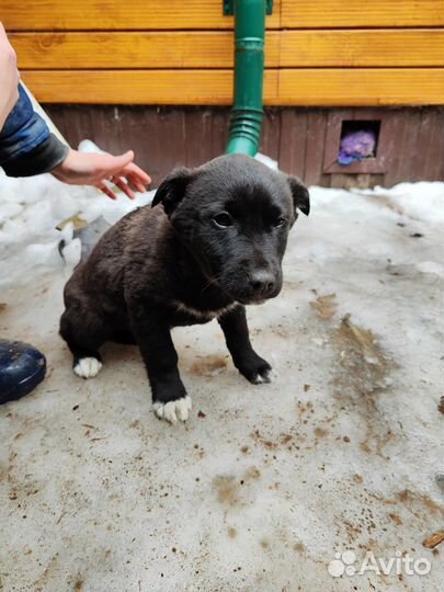 Щенок в добрые руки бесплатно