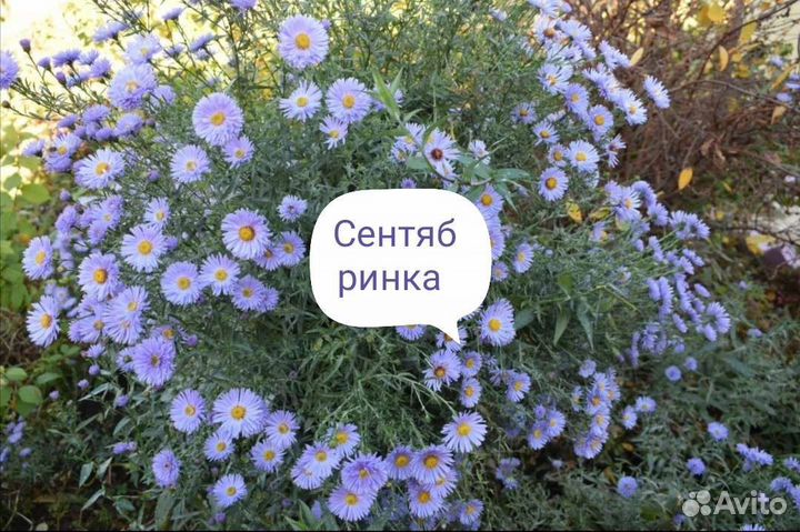 Многолетние цветы не выкапываются