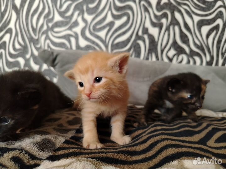Котята