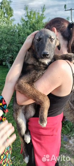 Метисы немецкой овчарки