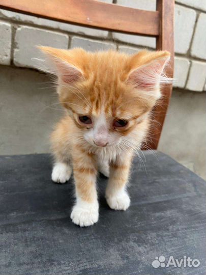 Кошка в дар
