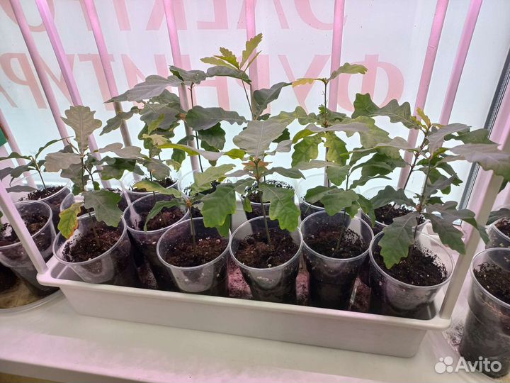 Рассада дубов