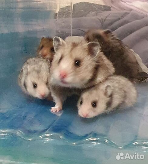 Сирийские хомячки