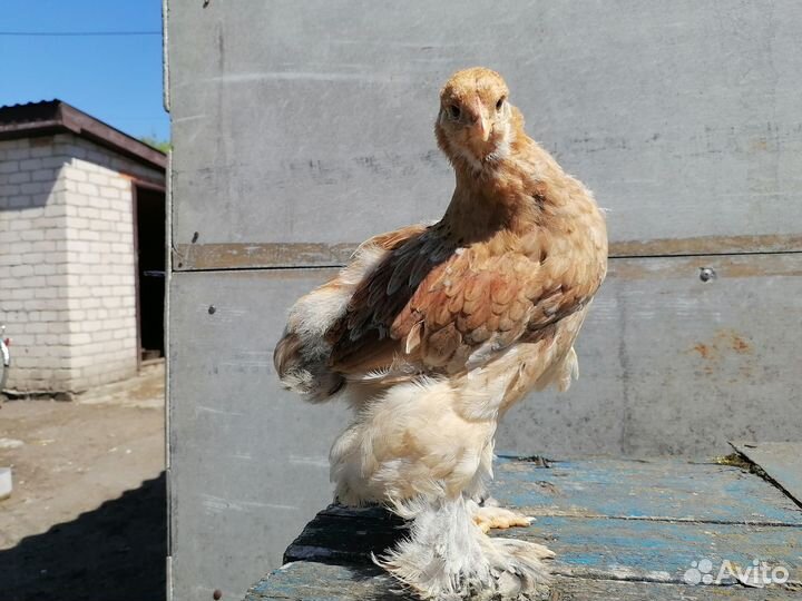 Цыплята брама