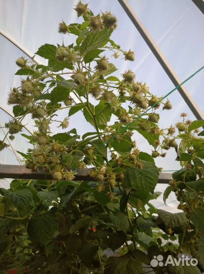 Ремонтантная малина