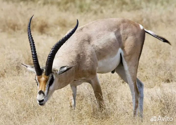 Путешествие в Танзанию (сафари)