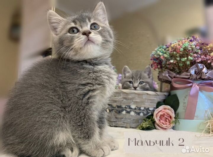 Британские котята