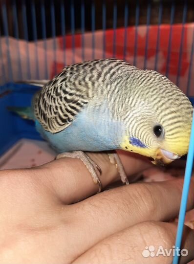 Птенцы волнистого попугая самые необычные цвета