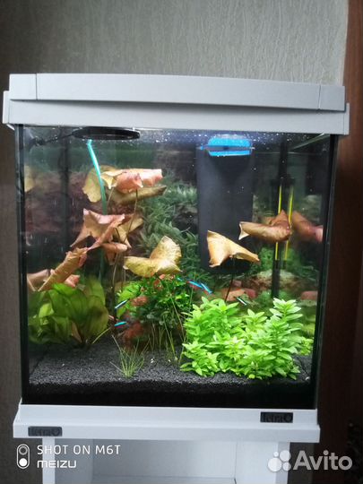 Аквариум тетра на 30л