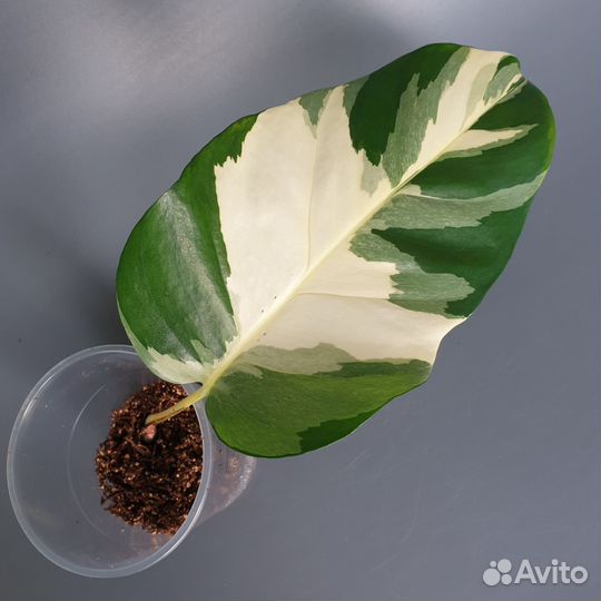 Эпипремнум Лава