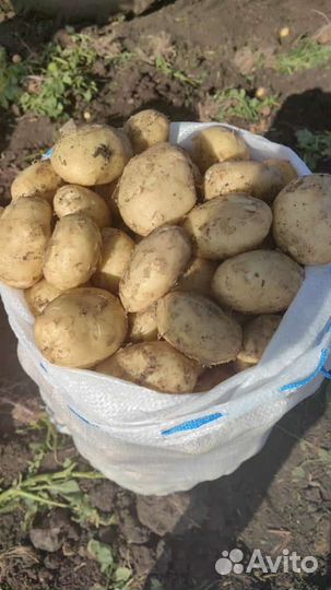 Картофель / свежый урожай / опт /большой объем