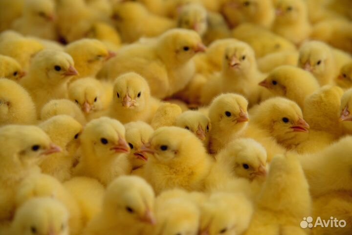 Комбикорм для бройлеров