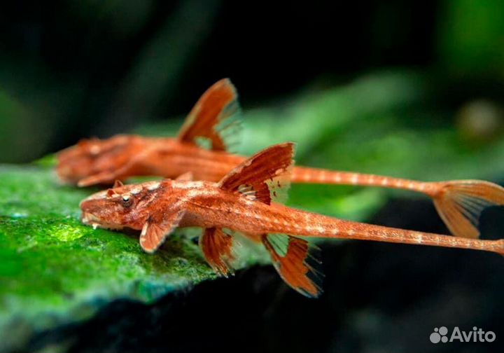 Аквариумные растения, Рыбки, Улитки