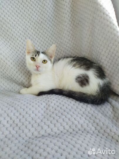 Котёнок мальчик в добрые руки