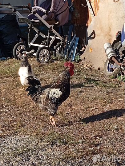 Куры петухи