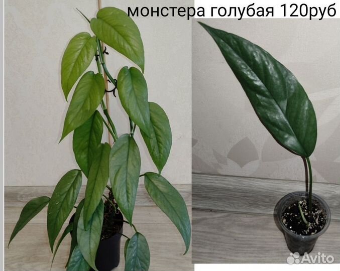 Разные комнатные растения