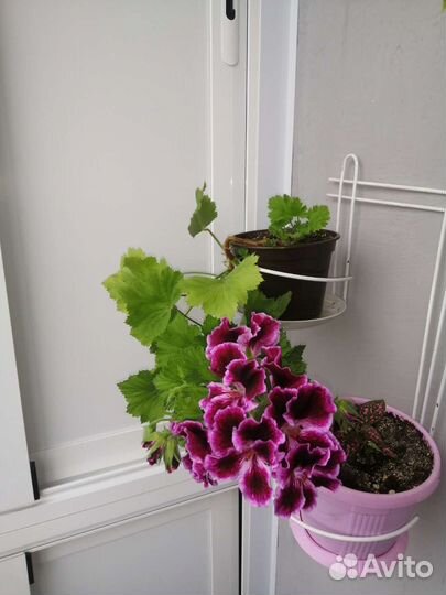 Пеларгония