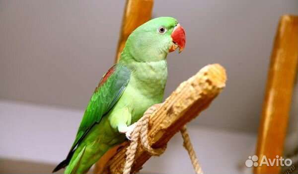 Попугай александрийский и ожереловый