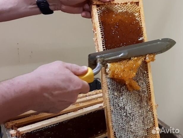 Мед 2024 года из Алтая опт