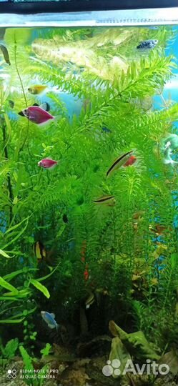 Аквариумное растение