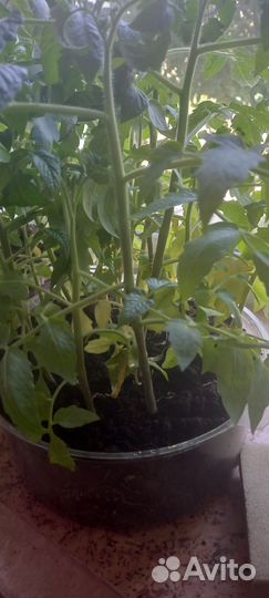 Рассада помидор