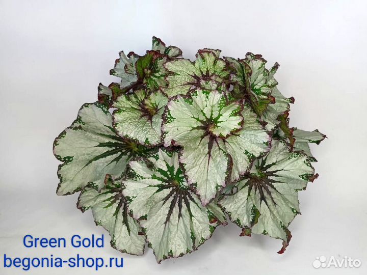 Бегония декоративно лиственная