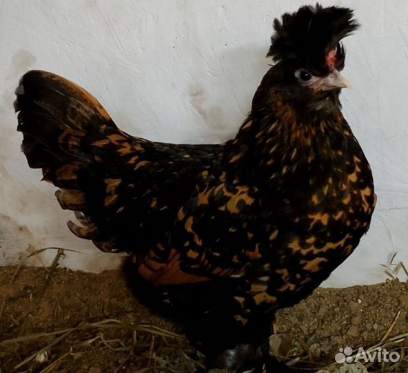 Инкубационное яйцо Павловское золото