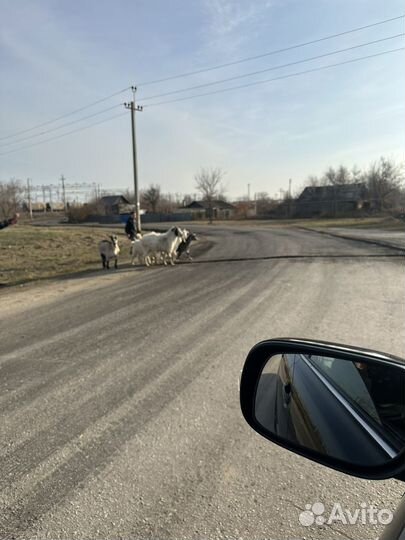 Козы молочные