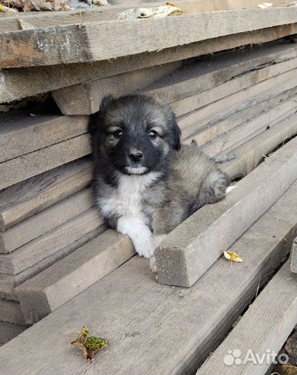Щенок дворняжки