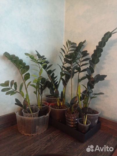 Замиокулькас равен