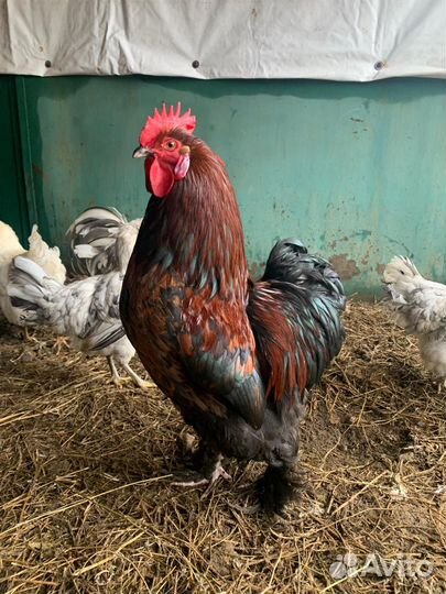 Петухи породистые