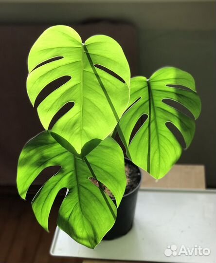 Эпипремнум неон, сциндапсус пиктус и др