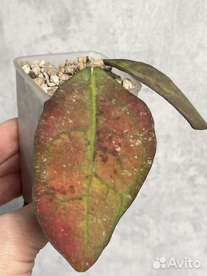 Хойя Лате Искандер клон А