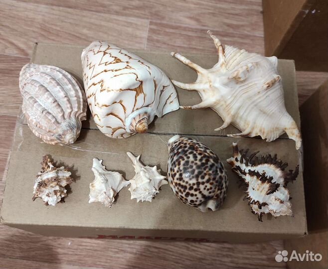 Набор салфеток, ракушки