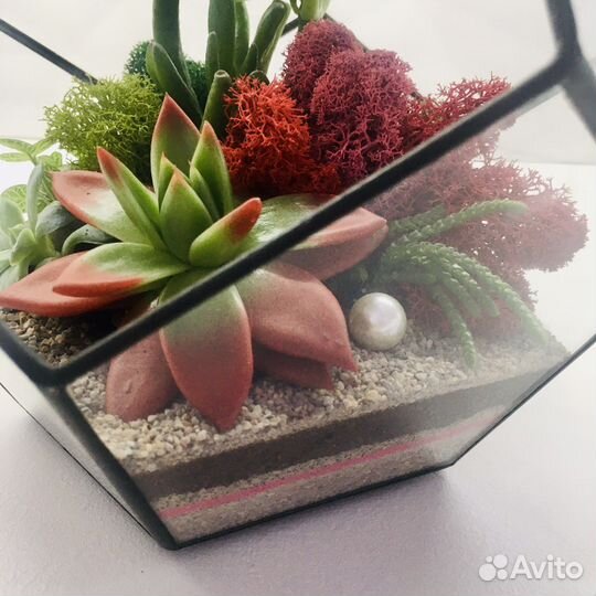 Флорариум с живыми суккулентами