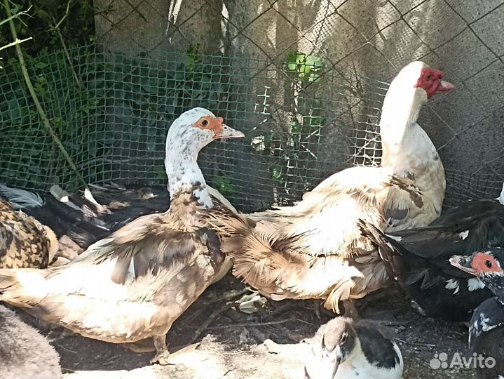 Индоутка мускусная утка