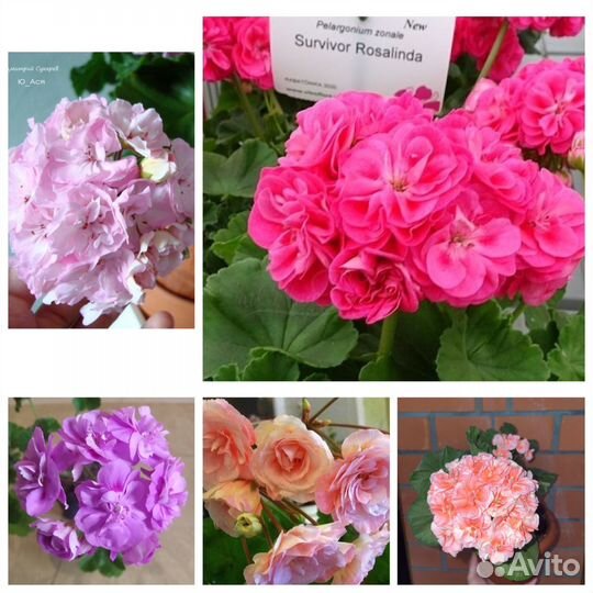 Пеларгонии сортовые