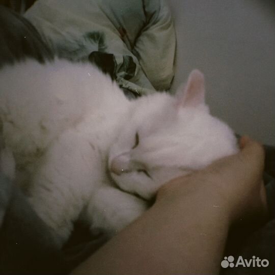 Кошка ищет дом