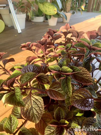 Плектрантус