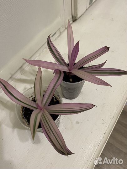 Рео традесканция покрывальчатая