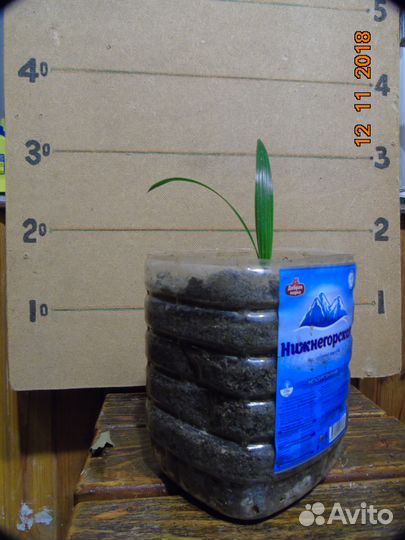 Пальмы: Хамеропс и Трахикарпус - сеянцы и саженцы